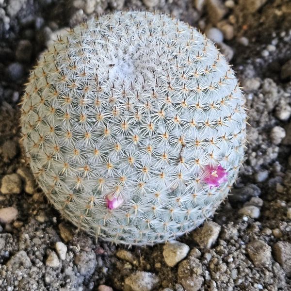 Mammillaria tlalocii